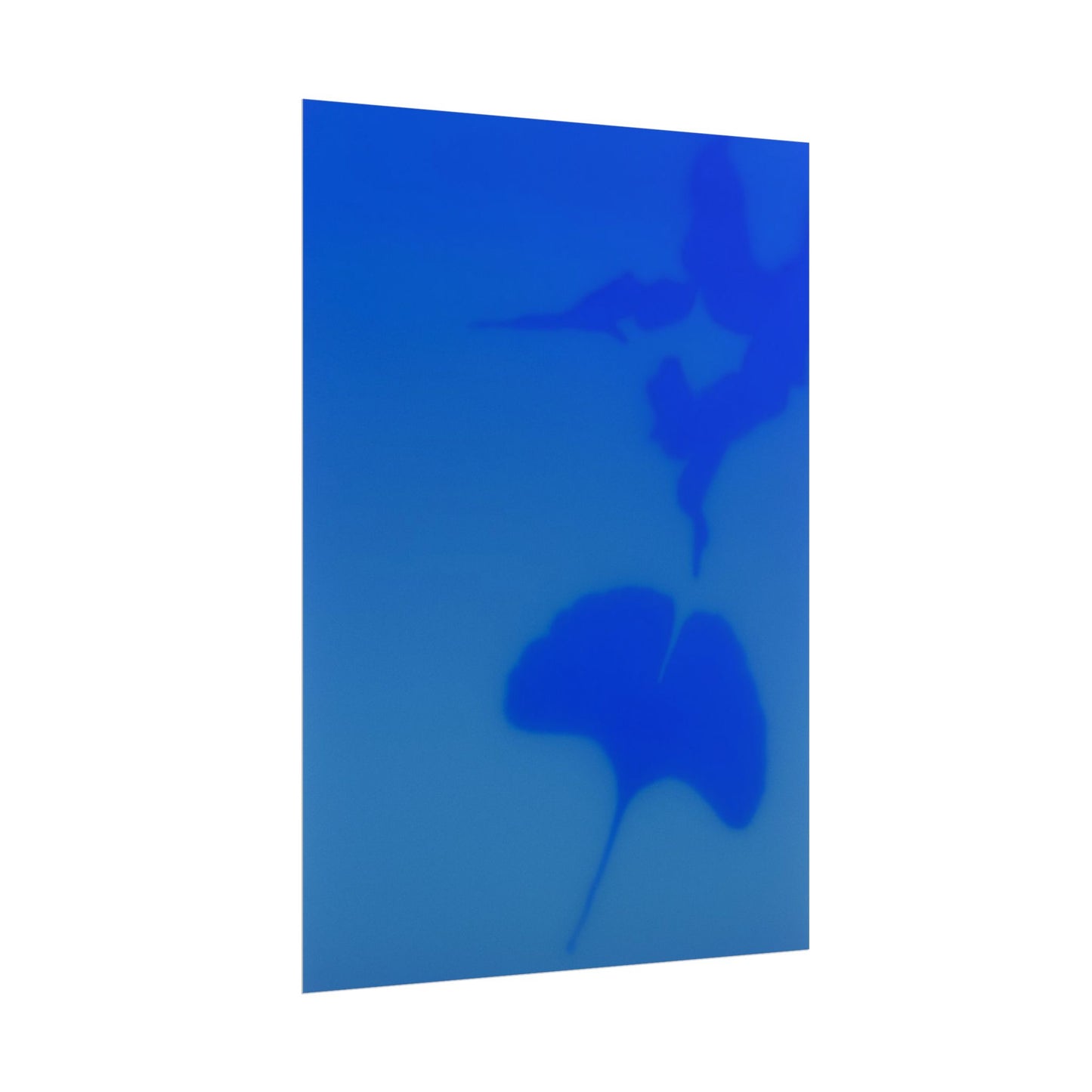 Gingko