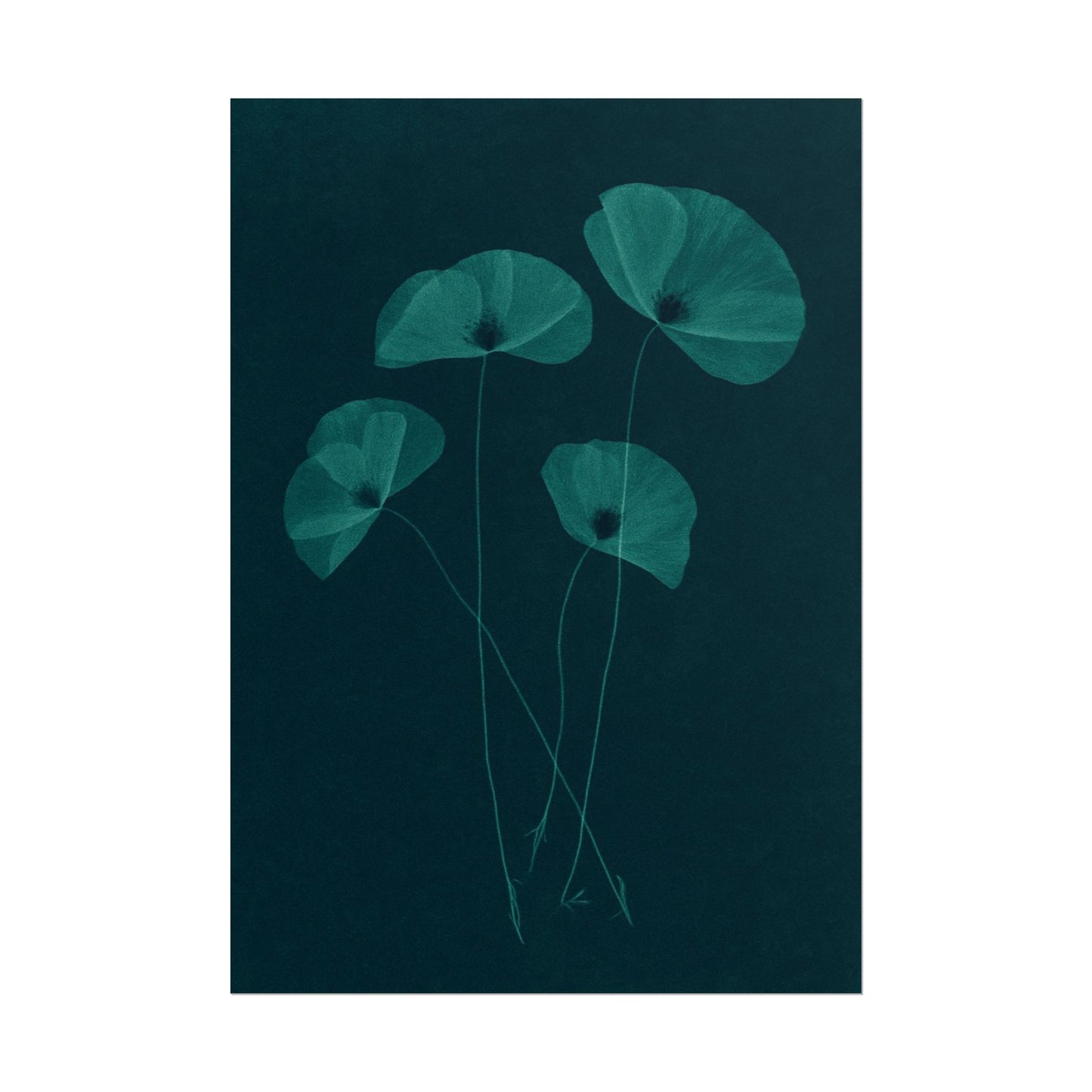Poppy