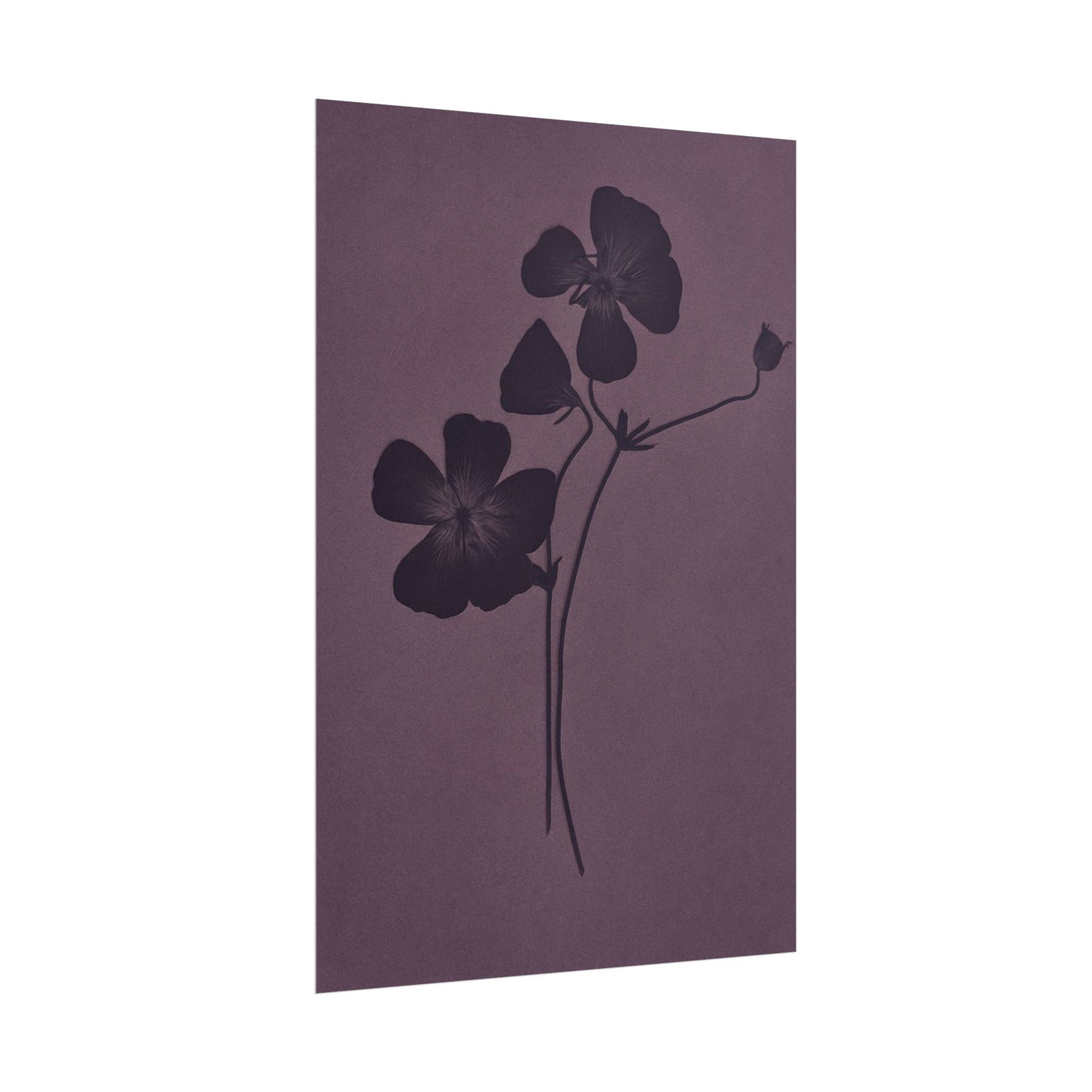 Viola