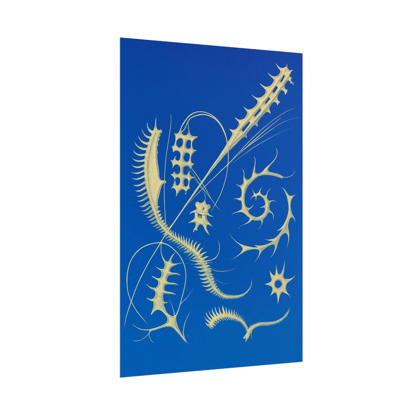 Fossil