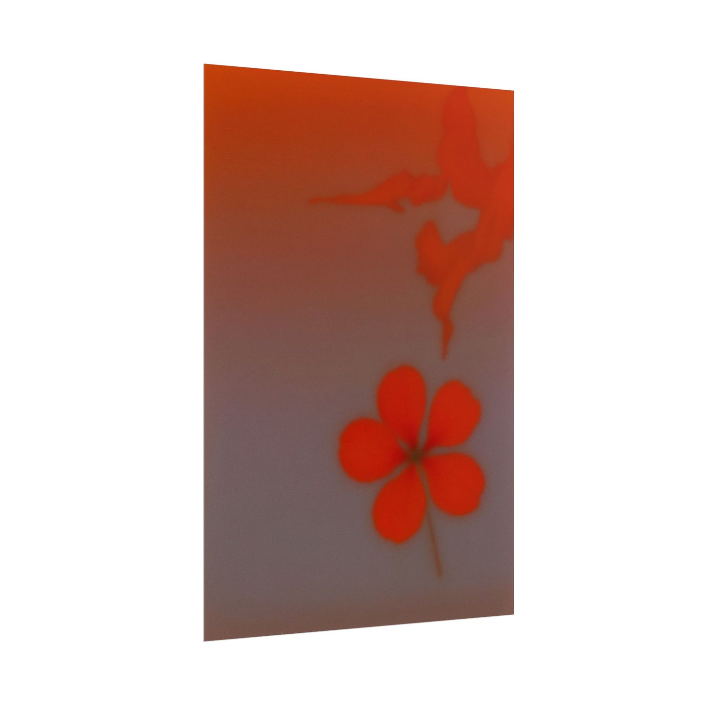 Geranium