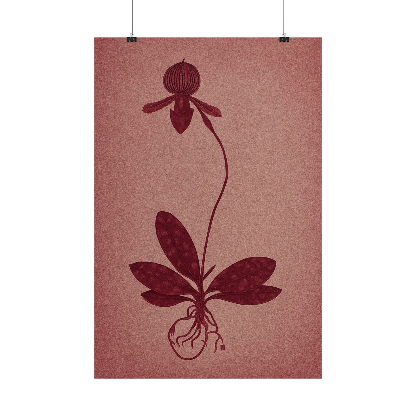 Orchid