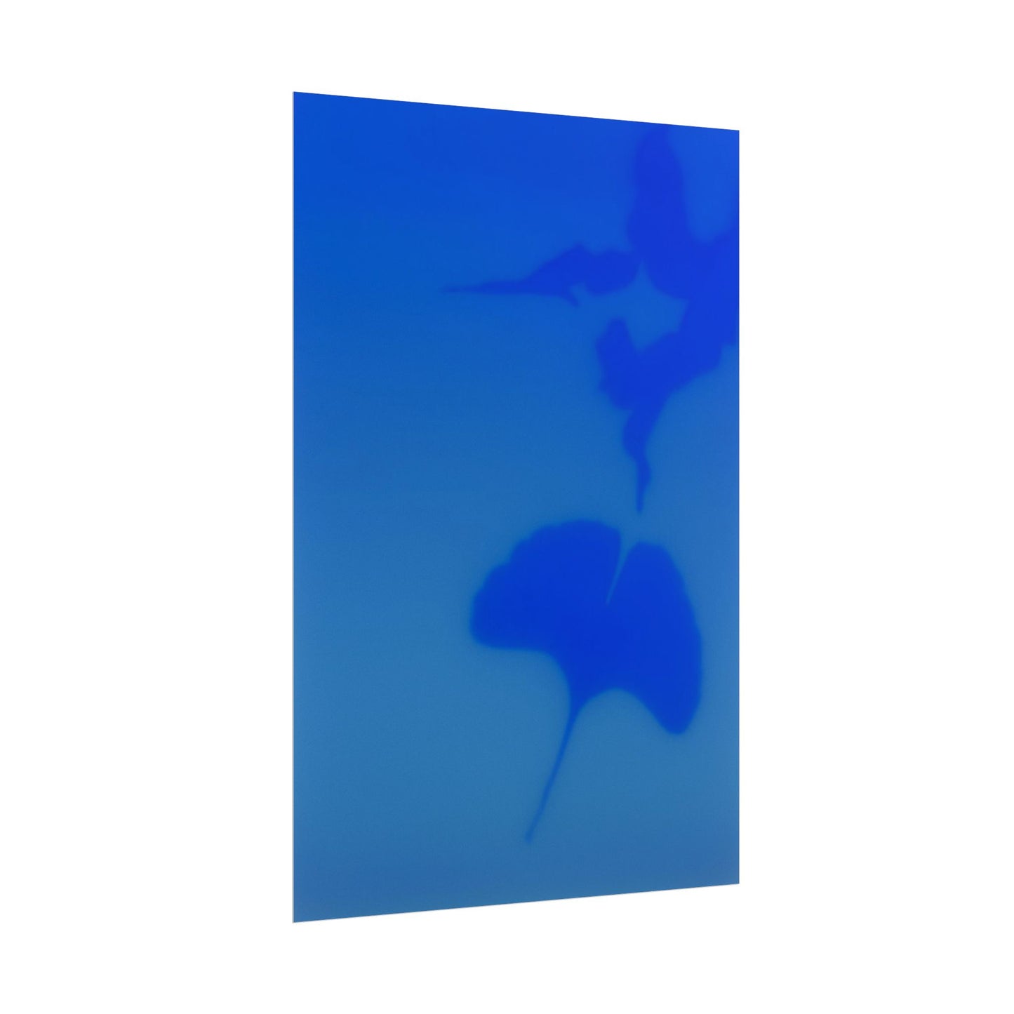 Gingko