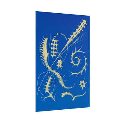 Fossil