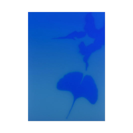 Gingko