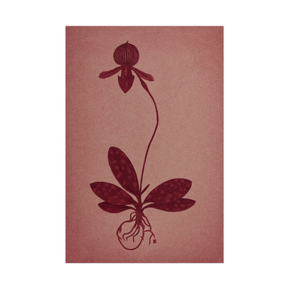 Orchid