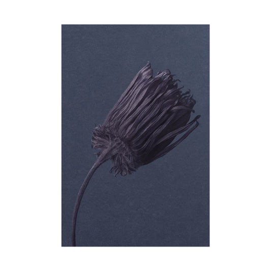 Withered Flower