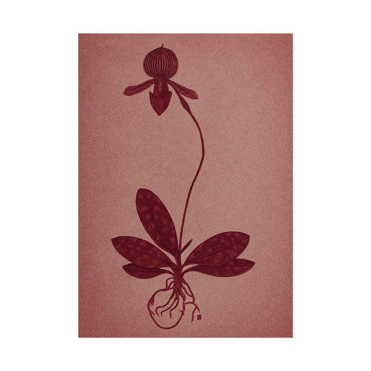 Orchid