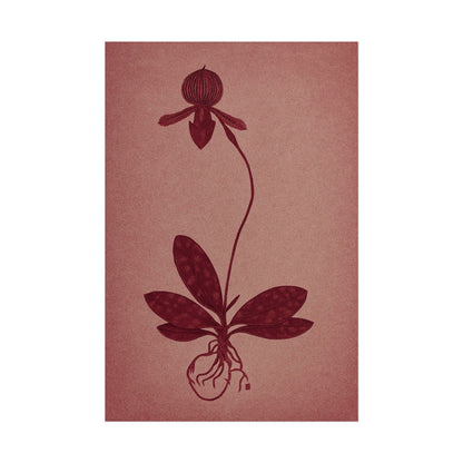 Orchid