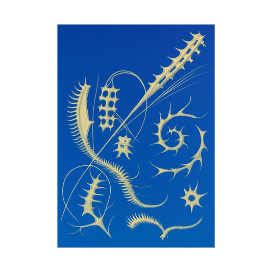 Fossil