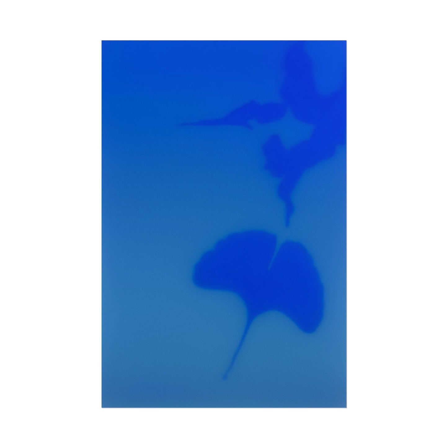 Gingko