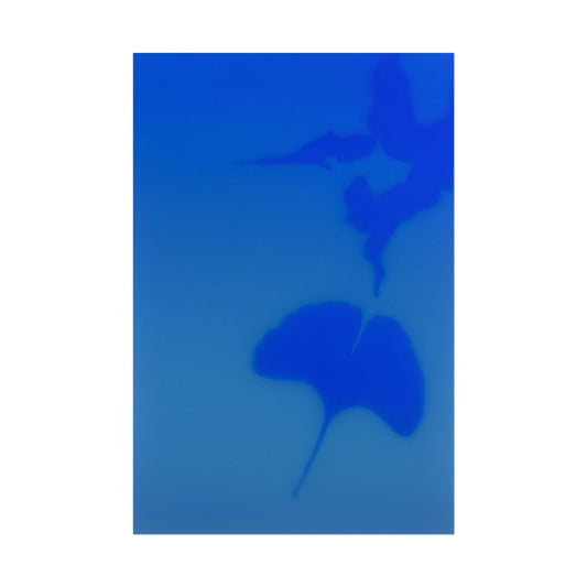 Gingko