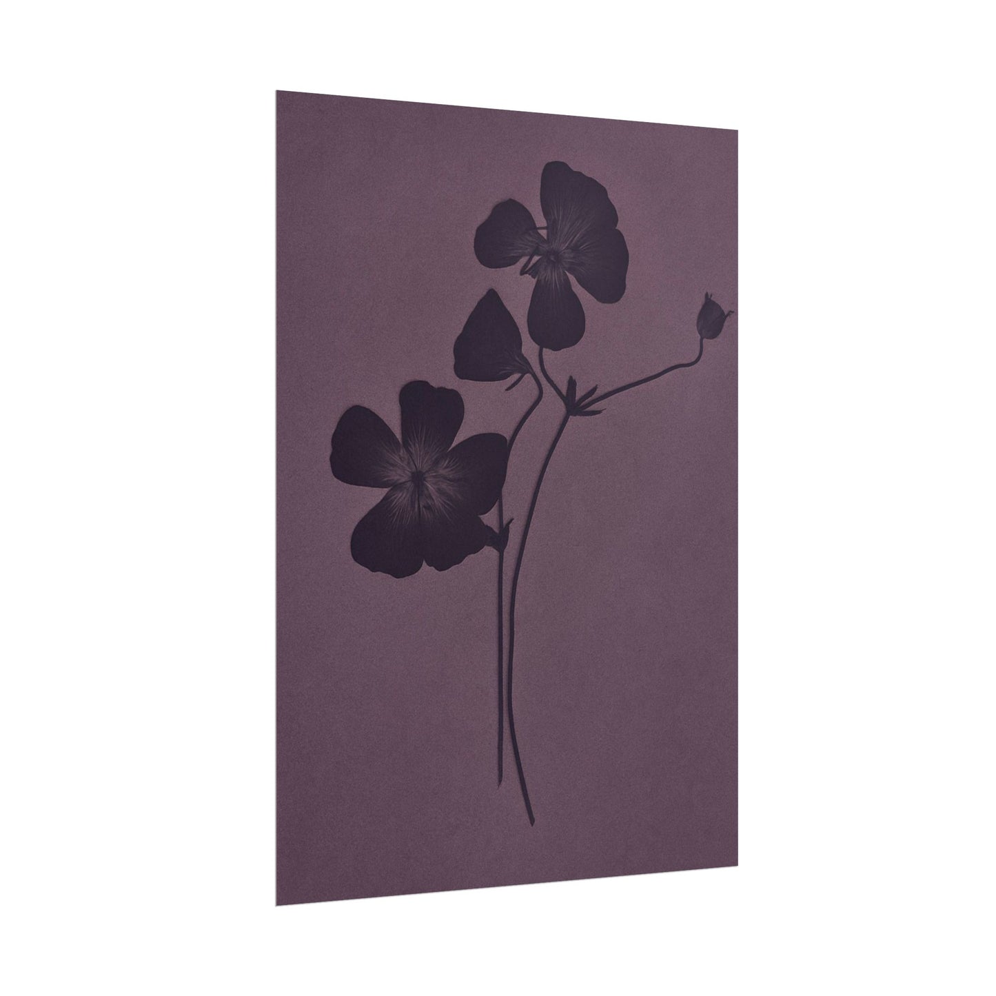 Viola