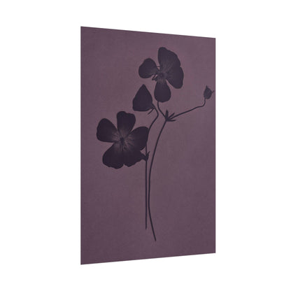 Viola