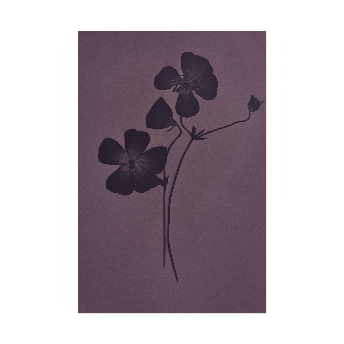 Viola