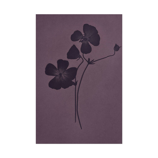 Viola