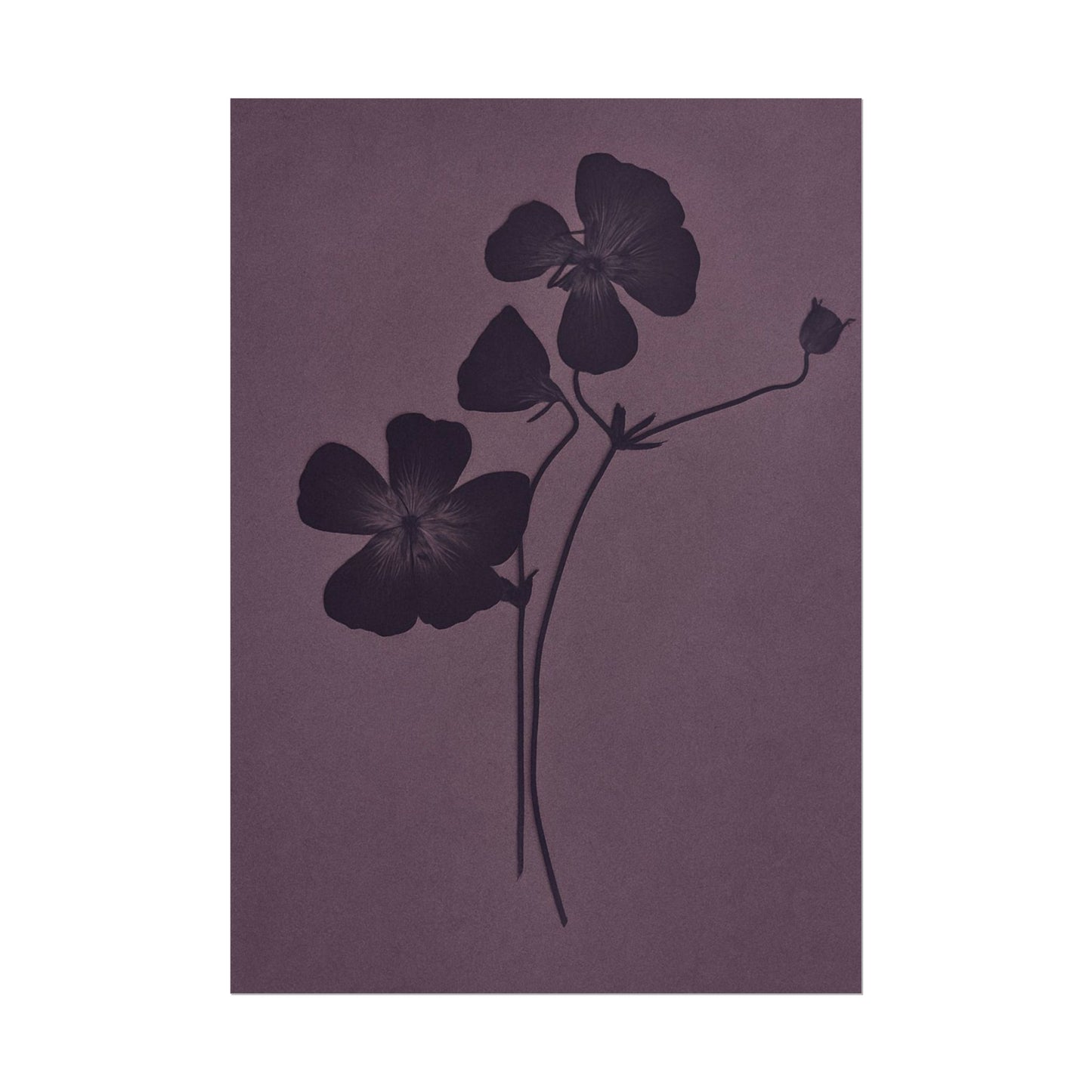 Viola
