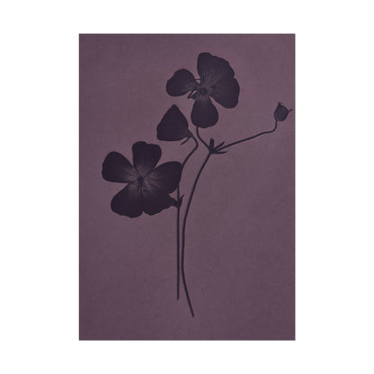 Viola