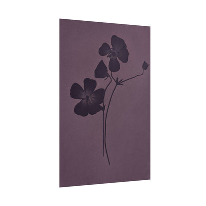Viola