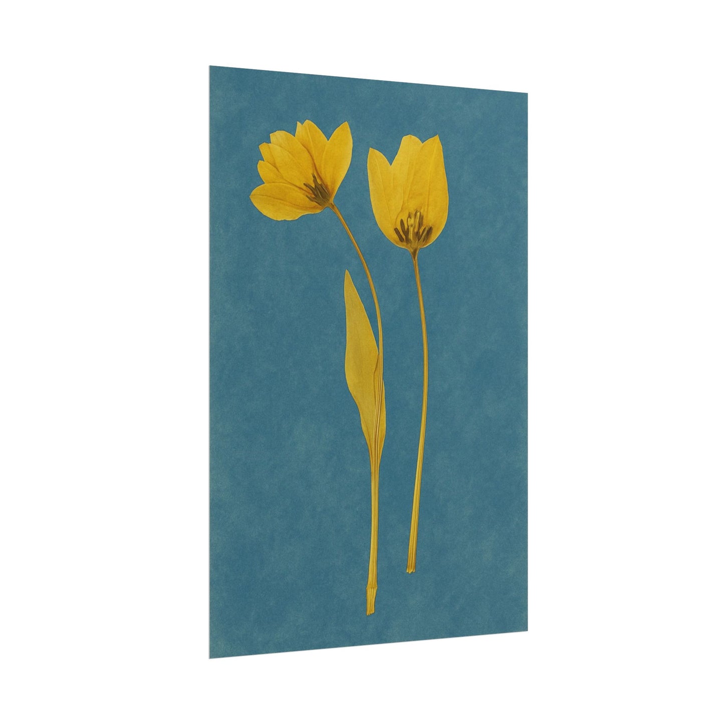 Tulip