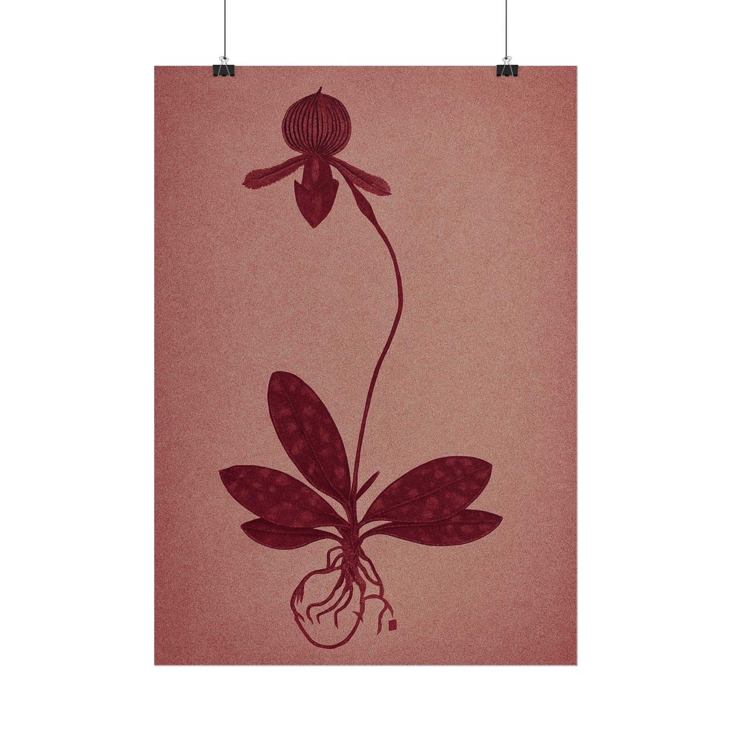 Orchid