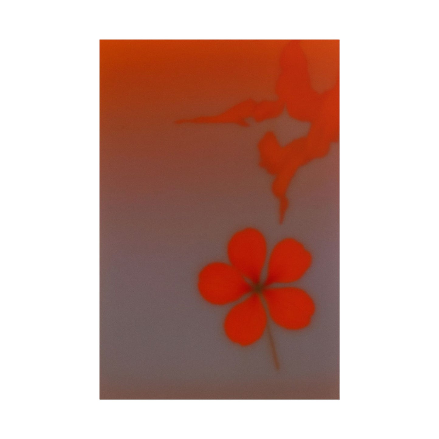 Geranium