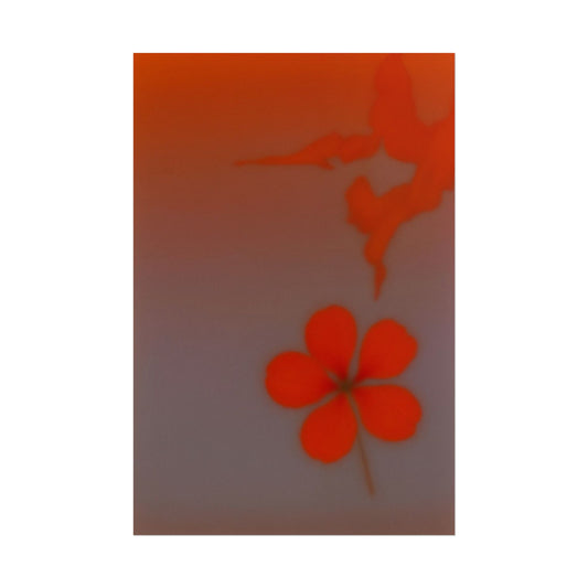 Geranium