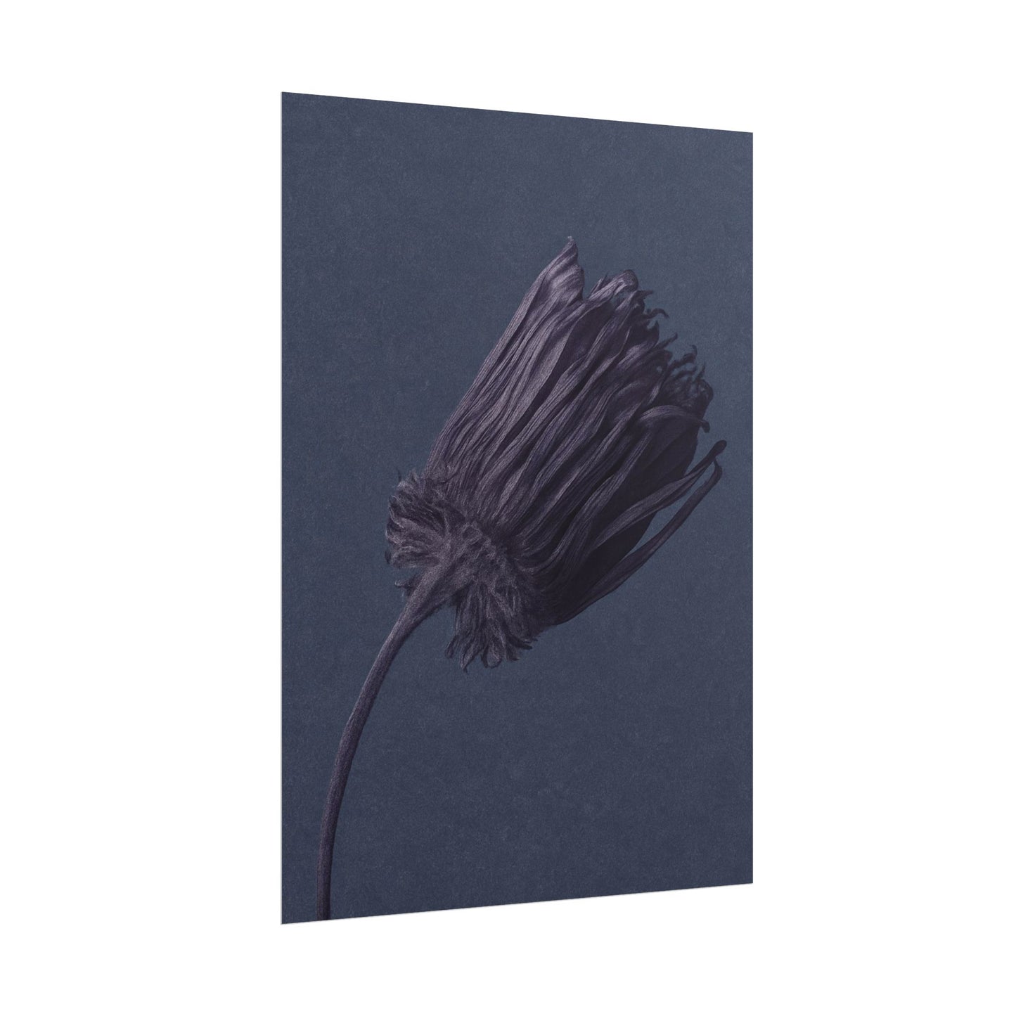 Withered Flower
