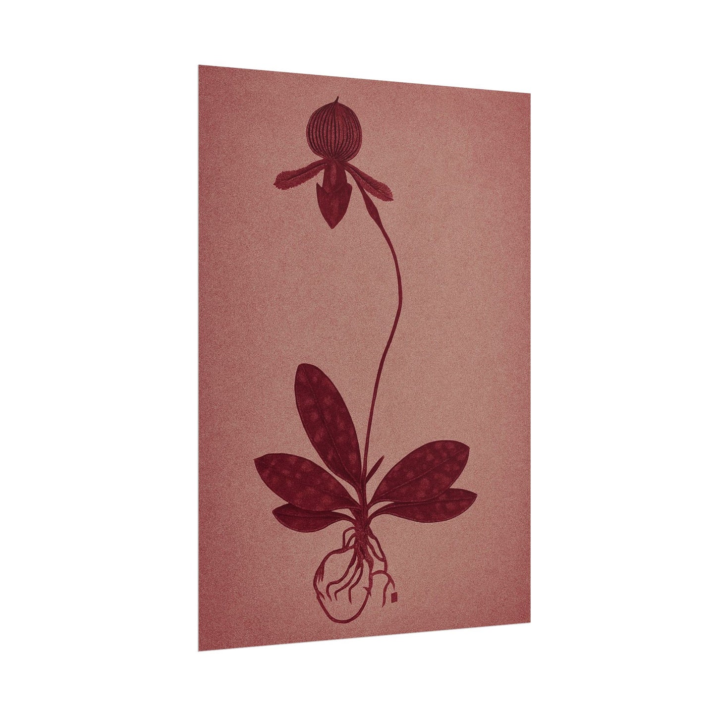 Orchid