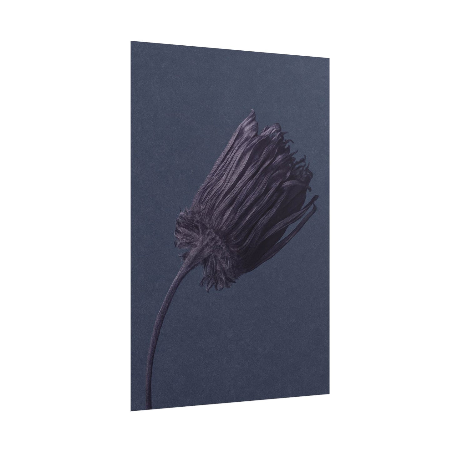 Withered Flower