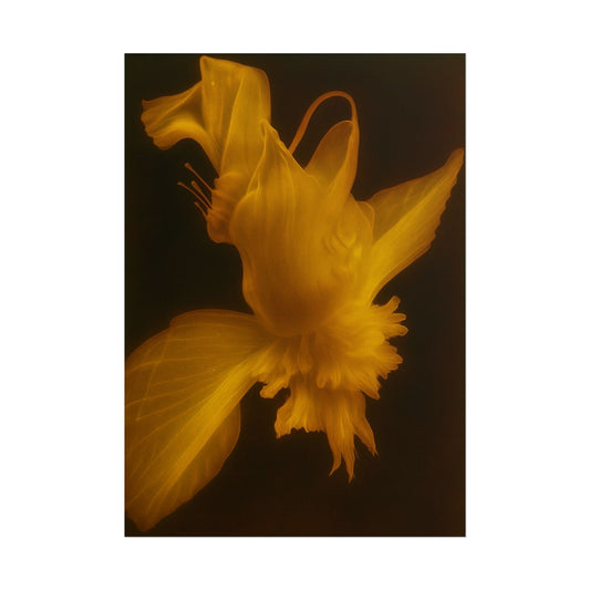 Sun Silk