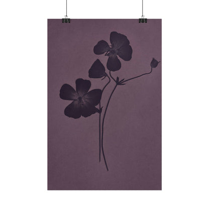 Viola