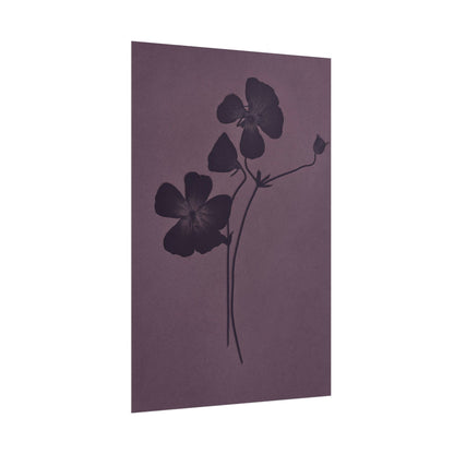 Viola
