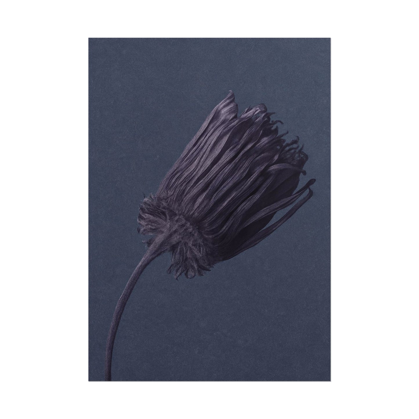 Withered Flower