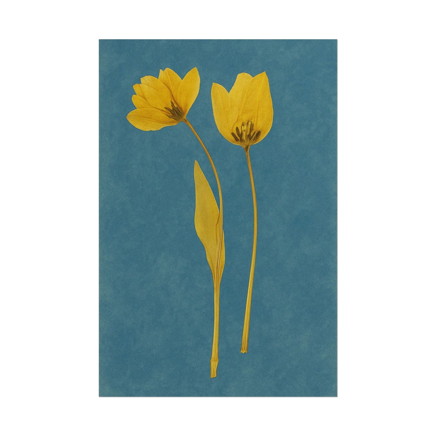 Tulip